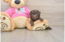 Best Poodle Baby
