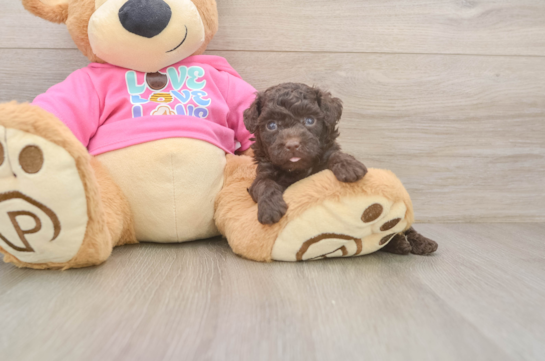 Best Poodle Baby