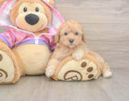 8 week old Poodle Puppy For Sale - Simply Southern Pups