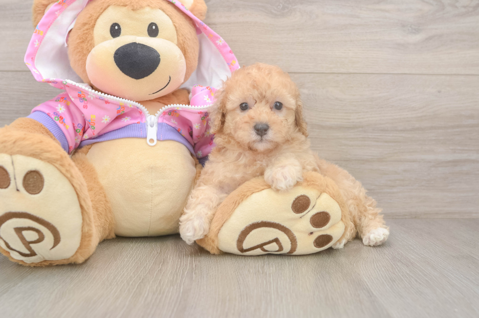 6 week old Poodle Puppy For Sale - Simply Southern Pups