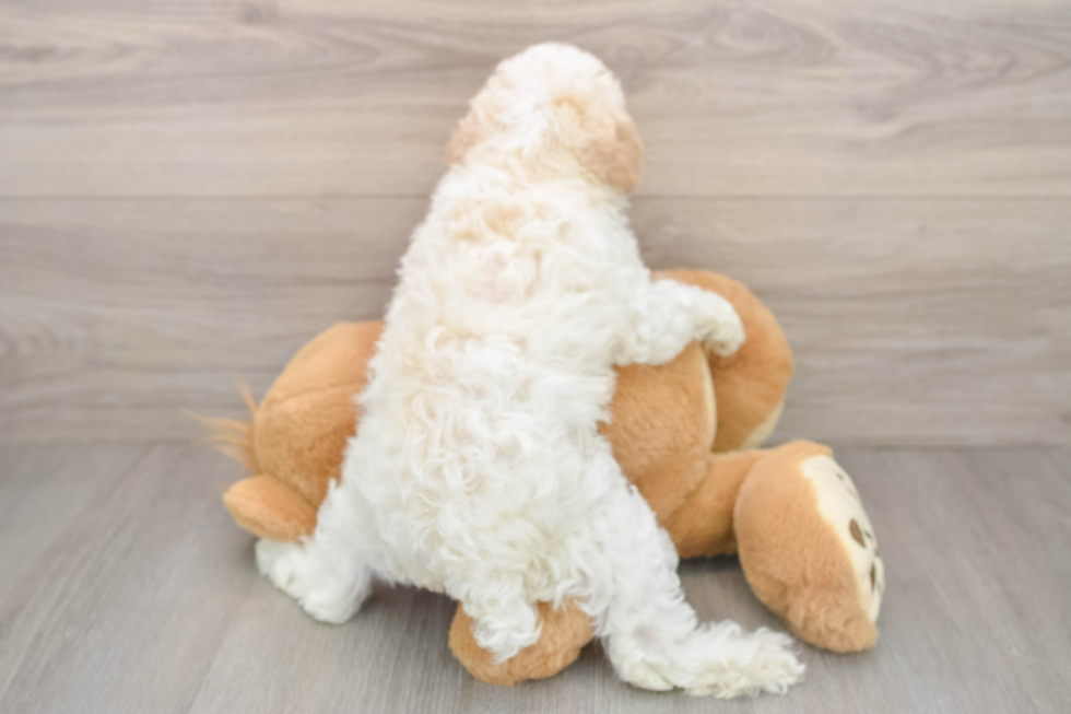 Best Poodle Baby