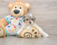 7 week old Poodle Puppy For Sale - Simply Southern Pups