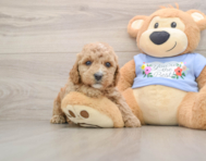 6 week old Poodle Puppy For Sale - Simply Southern Pups