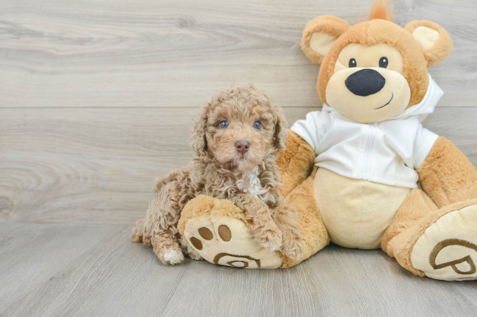 Sweet Caniche Purebred Puppy