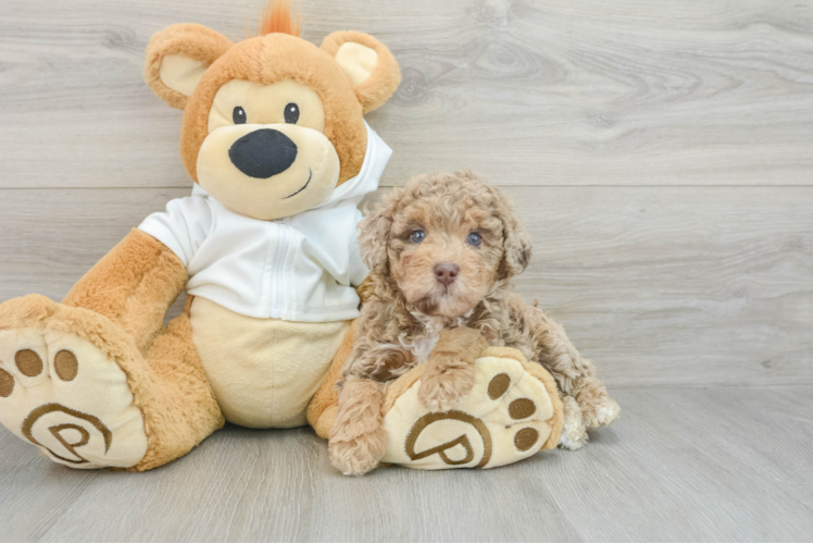 Hypoallergenic Poodle Purebred Pup