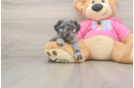 Hypoallergenic Poodle Baby