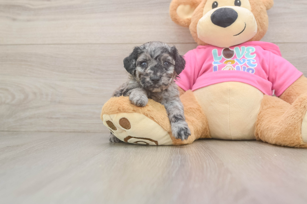 Hypoallergenic Poodle Baby
