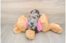 Poodle Puppy for Adoption