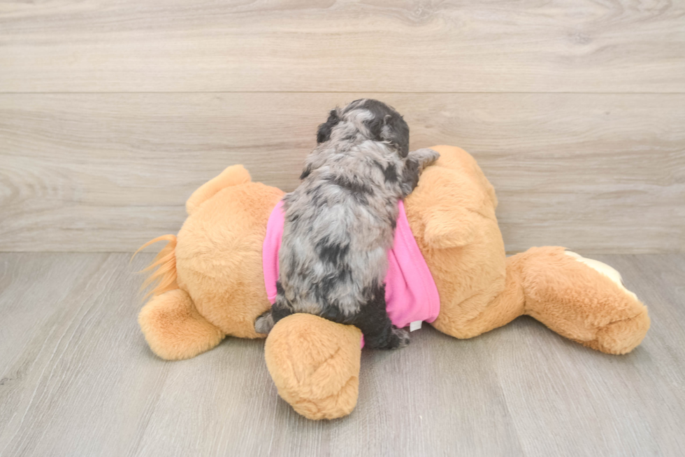 Poodle Puppy for Adoption