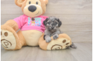 Energetic Caniche Purebred Puppy