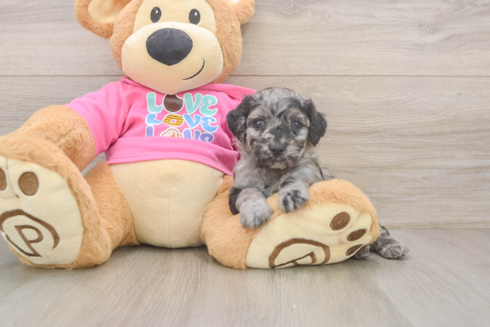Energetic Caniche Purebred Puppy