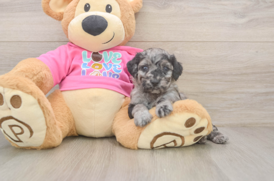 Energetic Caniche Purebred Puppy