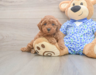 7 week old Poodle Puppy For Sale - Simply Southern Pups