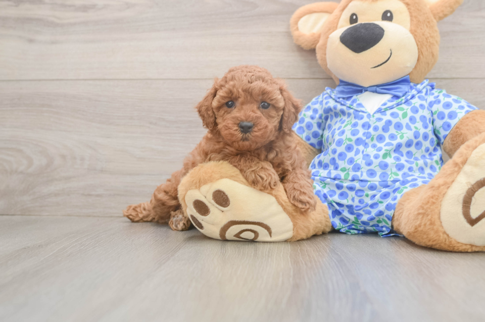 6 week old Poodle Puppy For Sale - Simply Southern Pups
