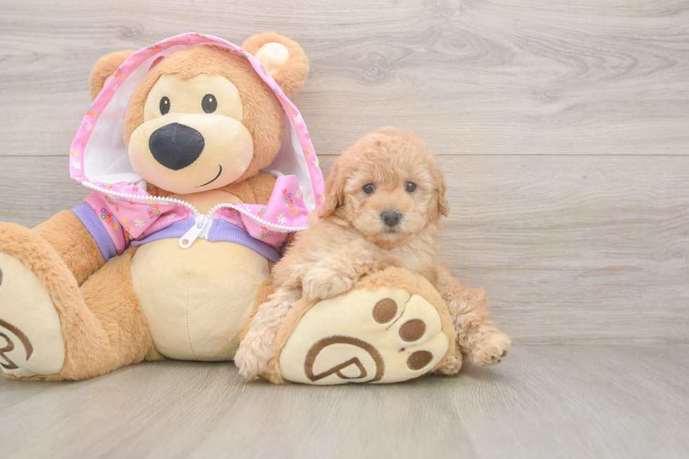 Poodle Pup Being Cute