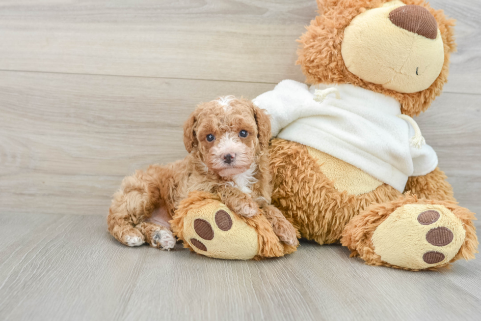 Happy Pudle Purebred Puppy