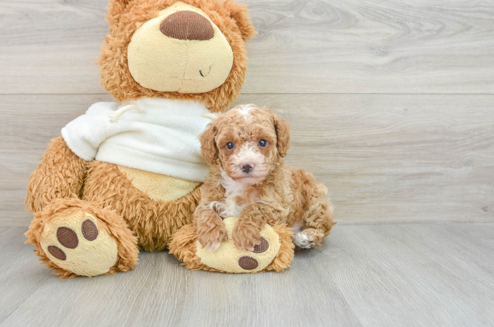 7 week old Poodle Puppy For Sale - Simply Southern Pups