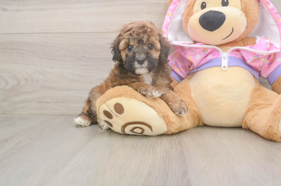 6 week old Poodle Puppy For Sale - Simply Southern Pups