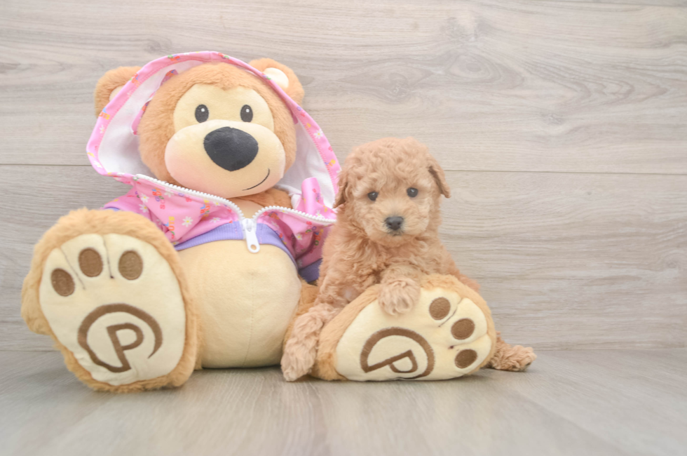 5 week old Poodle Puppy For Sale - Simply Southern Pups