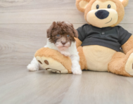 6 week old Poodle Puppy For Sale - Simply Southern Pups