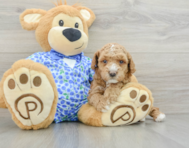 6 week old Poodle Puppy For Sale - Simply Southern Pups