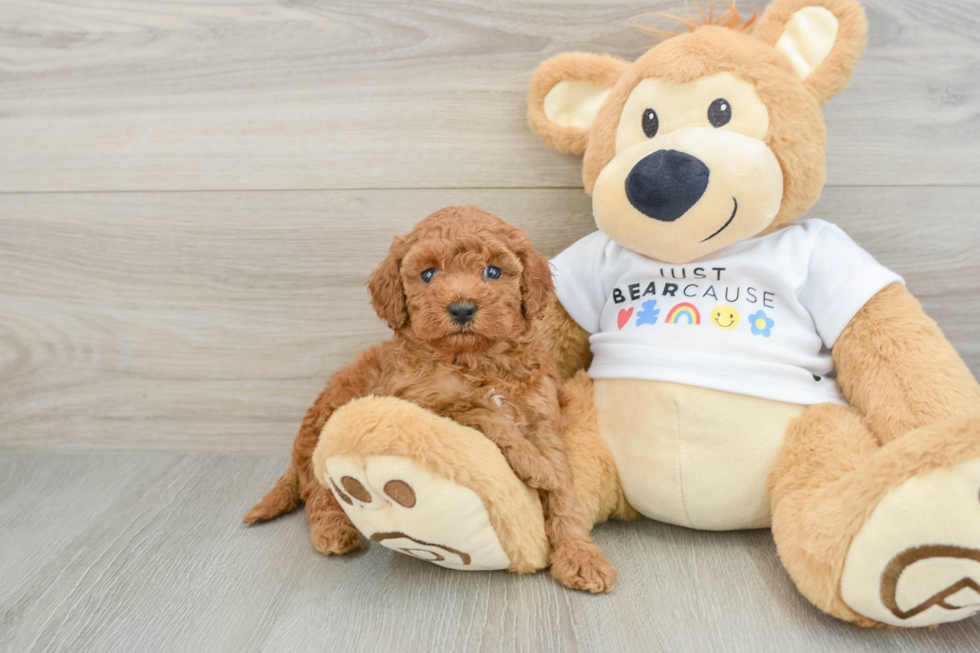 Friendly Poodle Baby