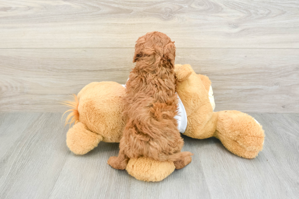 Friendly Poodle Baby