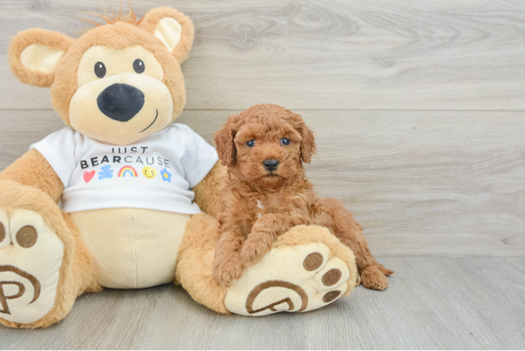 Poodle Pup Being Cute