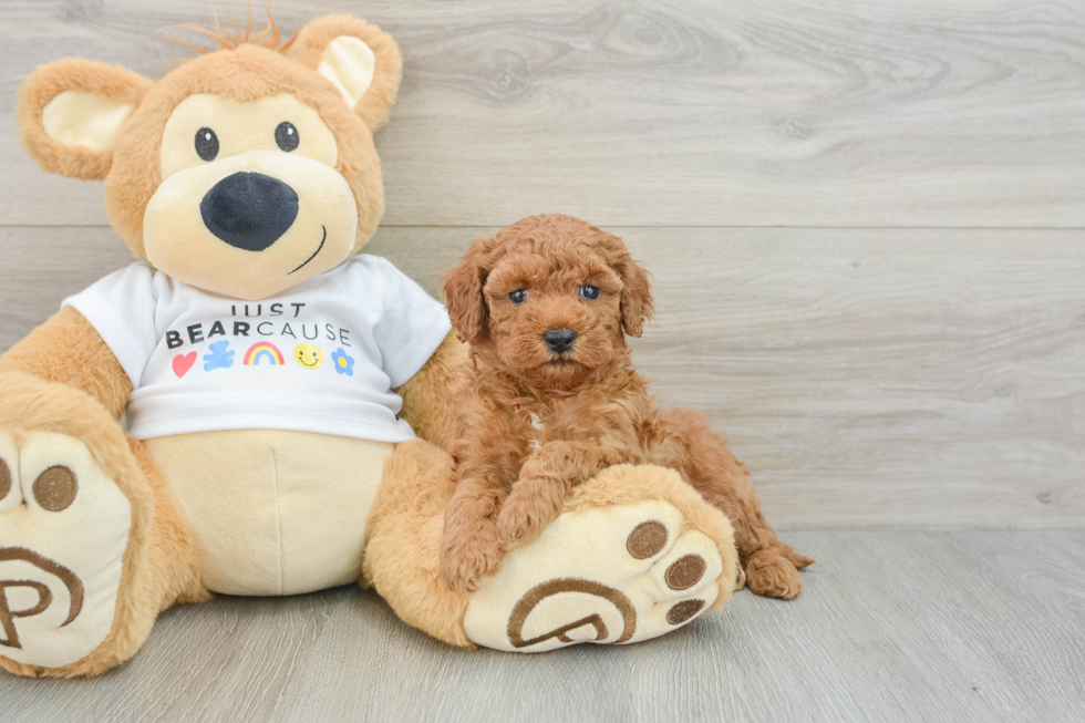 Poodle Pup Being Cute