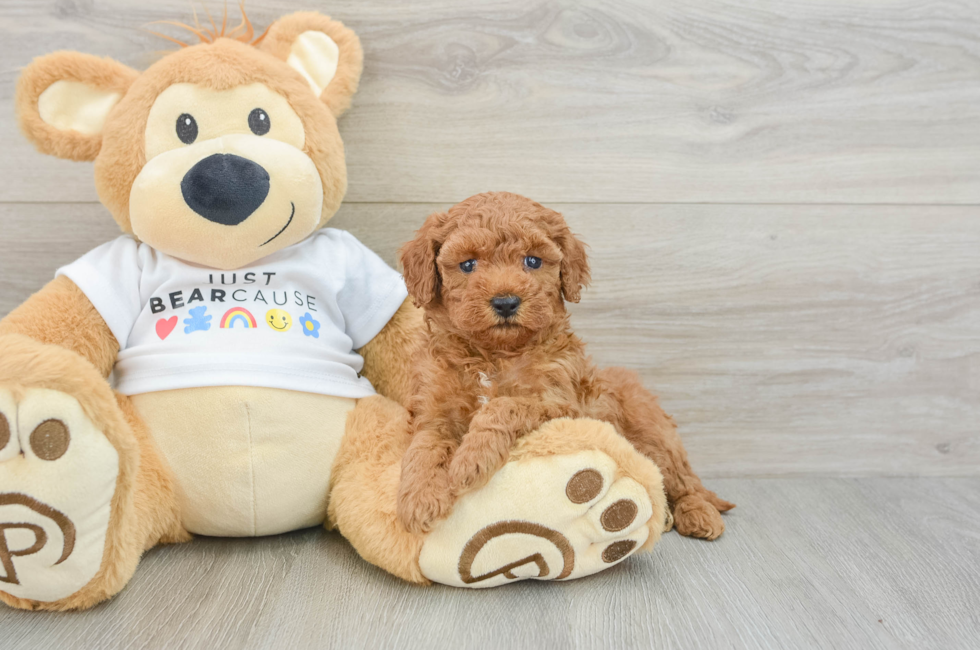 6 week old Poodle Puppy For Sale - Simply Southern Pups