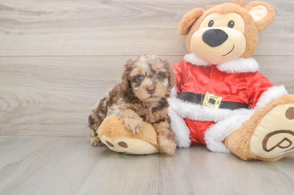 5 week old Poodle Puppy For Sale - Simply Southern Pups