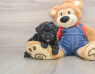 6 week old Poodle Puppy For Sale - Simply Southern Pups