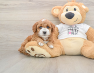8 week old Poodle Puppy For Sale - Simply Southern Pups