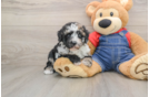 Friendly Poodle Purebred Pup