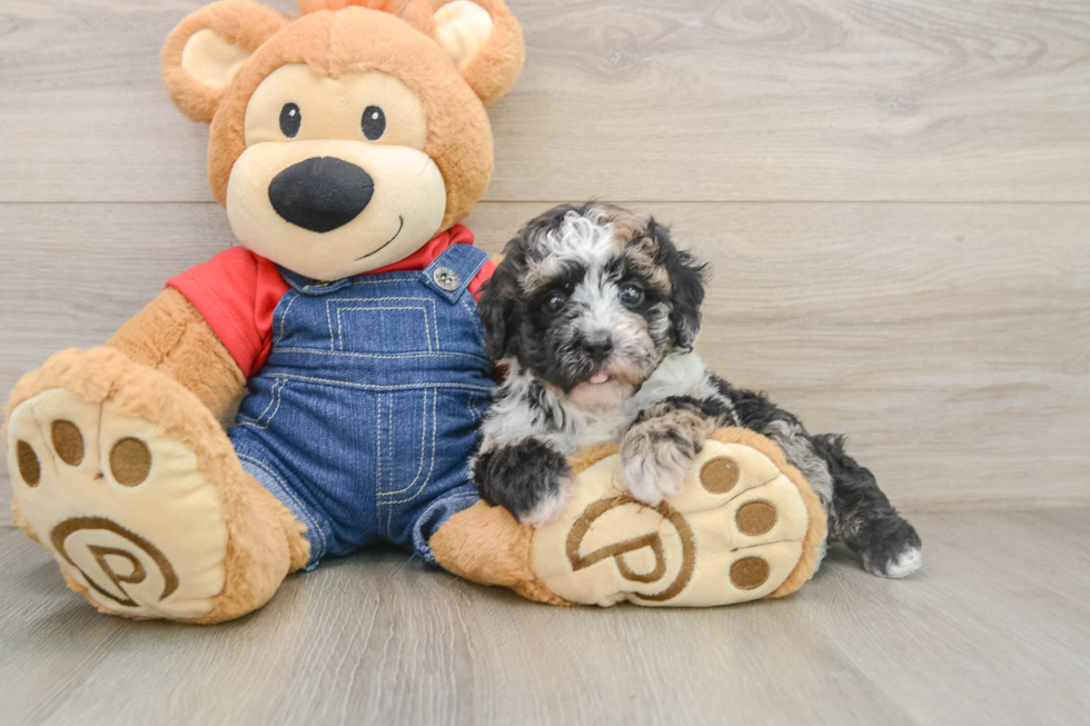 Poodle Pup Being Cute