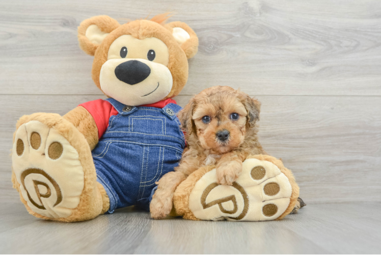 Energetic Toy Poodle Purebred Puppy