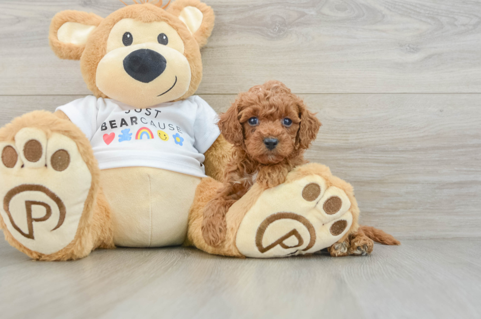 6 week old Poodle Puppy For Sale - Simply Southern Pups