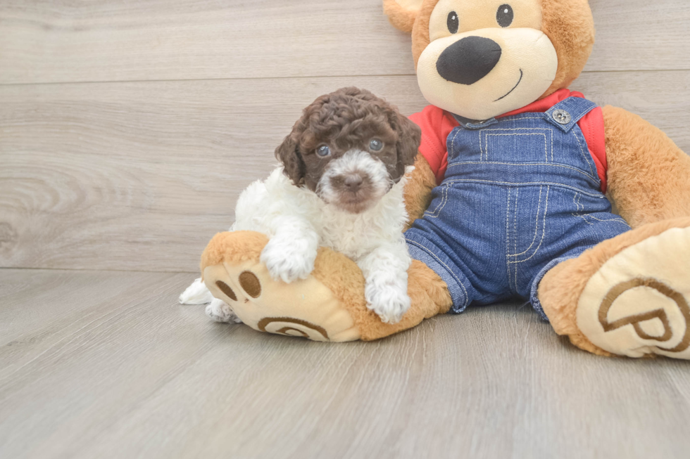 Poodle Puppy for Adoption