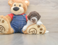 7 week old Poodle Puppy For Sale - Simply Southern Pups