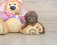 7 week old Poodle Puppy For Sale - Simply Southern Pups