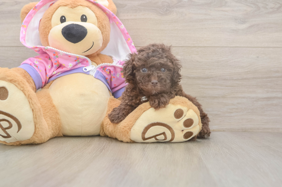 5 week old Poodle Puppy For Sale - Simply Southern Pups