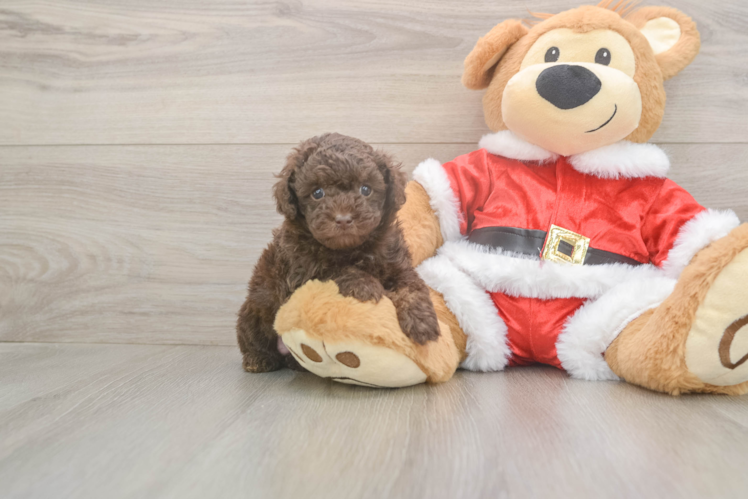 Poodle Puppy for Adoption