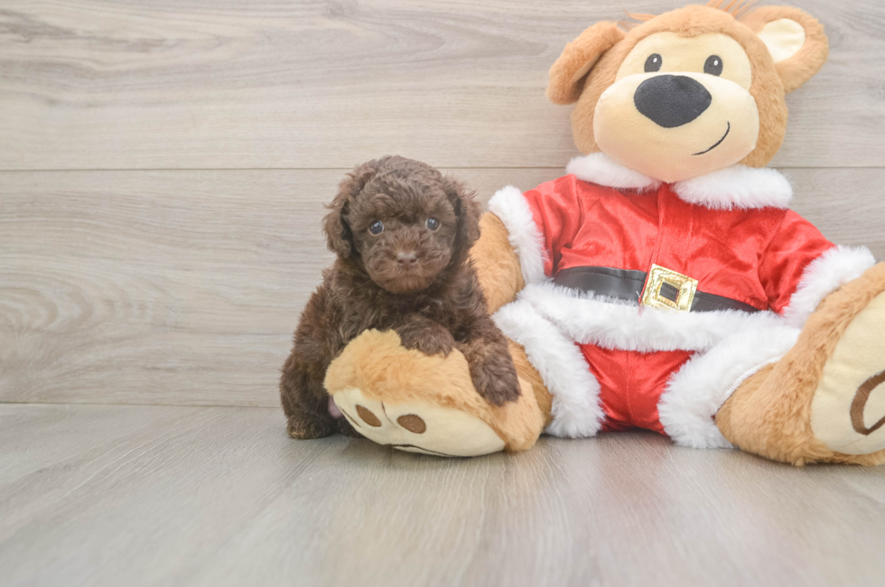 5 week old Poodle Puppy For Sale - Simply Southern Pups