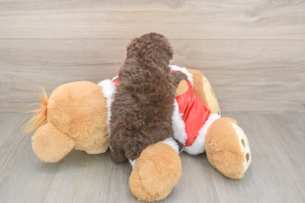 Akc Registered Poodle Baby