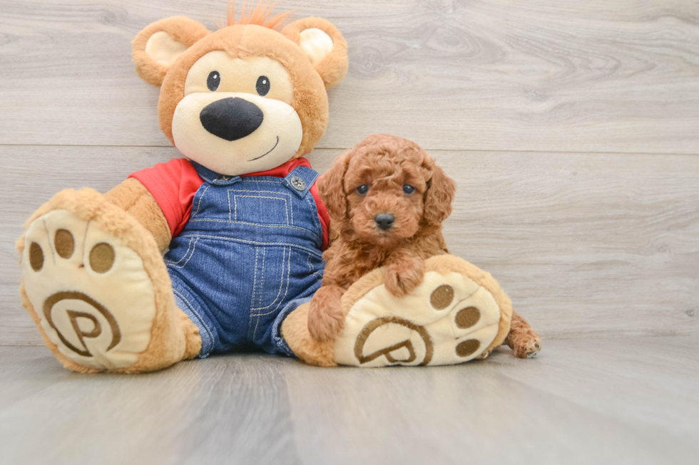 Small Poodle Purebred Pup