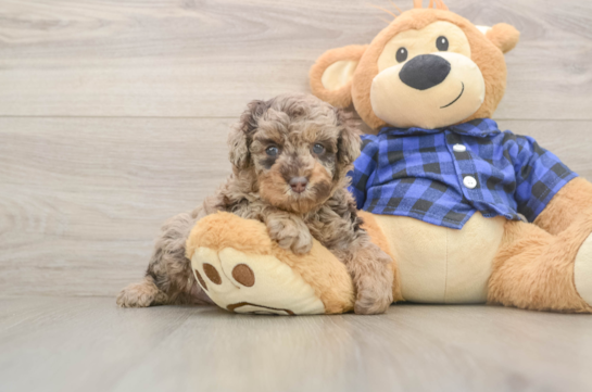 Cute Pooodle Purebred Puppy