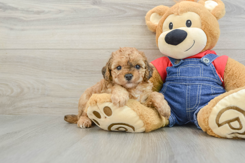 Meet Jagger - our Poodle Puppy Photo 1/3 - Simply Southern Pups