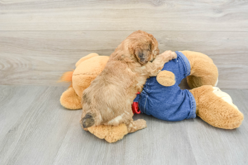 Meet Jagger - our Poodle Puppy Photo 2/3 - Simply Southern Pups
