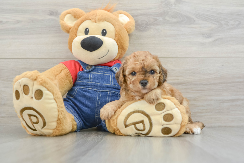 Meet Jagger - our Poodle Puppy Photo 3/3 - Simply Southern Pups