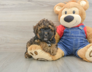 8 week old Poodle Puppy For Sale - Simply Southern Pups